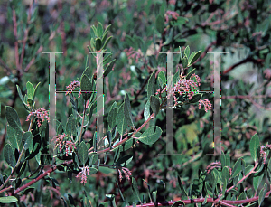 Picture of Arctostaphylos densiflora 'Sentinel'