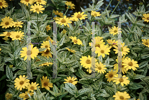 Picture of Heliopsis helianthoides 'Loraine Sunshine'