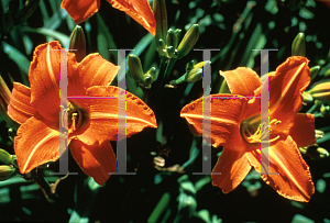 Picture of Hemerocallis  'Lady Lucille'