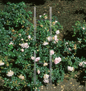 Picture of Rosa  'Queen Margrethe'