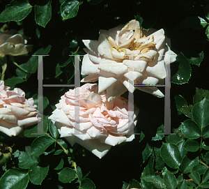 Picture of Rosa  'Queen Margrethe'