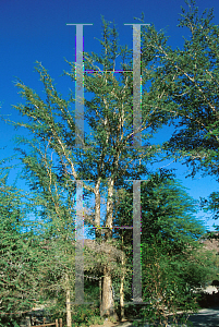 Picture of Acacia albida 