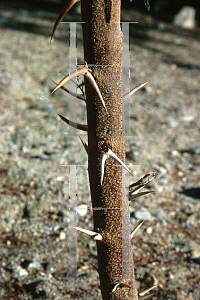 Picture of Acacia sphaenocephala 