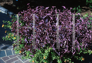 Picture of Tradescantia pallida 'Purple Heart'