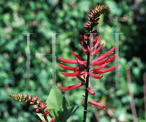 Picture of Erythrina herbacea 