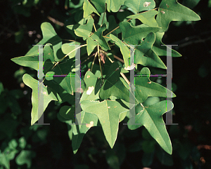 Picture of Erythrina herbacea 