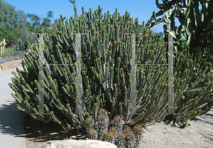 Picture of Euphorbia heptagona 