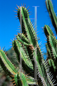Picture of Euphorbia heptagona 