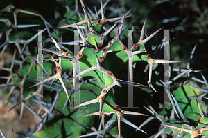 Picture of Euphorbia grandicornis 
