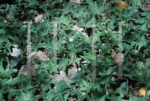 Picture of Cucurbita palmata 