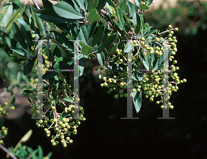 Picture of Heteromeles arbutifolia var. cerina 'Claremont'