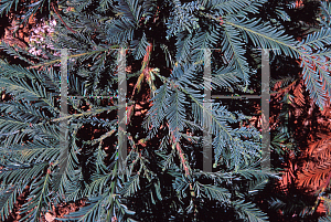Picture of Sequoia sempervirens 'Filoli'