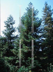 Picture of Sequoia sempervirens 'Soquel'