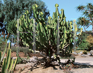 Picture of Euphorbia cooperi 