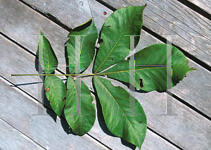 Picture of Carya glabra 