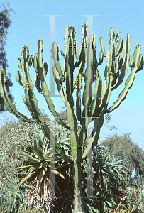 Picture of Euphorbia ingens 