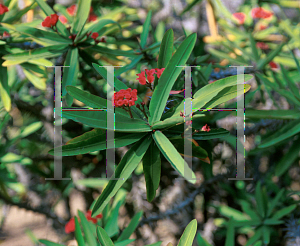 Picture of Euphorbia pedilanthoides x milii 'Breonii'