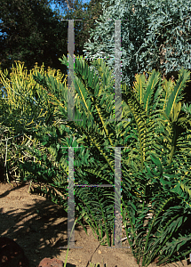 Picture of Encephalartos arenarius 