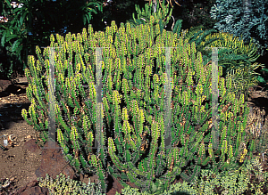 Picture of Euphorbia pseudocactus 