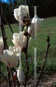 Picture of Magnolia x soulangiana 'Lennei Alba'