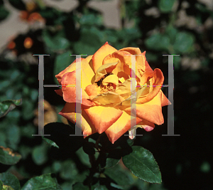 Picture of Rosa  'Red Gold'