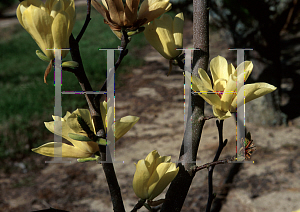 Picture of Magnolia x 'Butterflies'