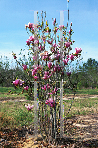Picture of Magnolia x 'Ann'