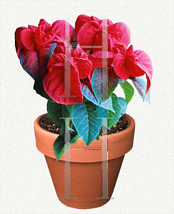 Picture of Euphorbia pulcherrima 'Winter Rose'