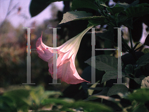 Picture of Brugmansia  'Pink'