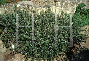 Picture of Salix myrtilloides 