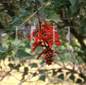 Picture of Erythrina x bidwillii 