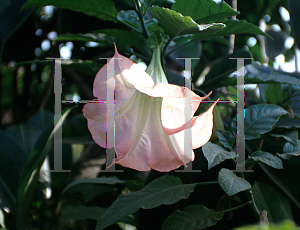 Picture of Brugmansia  'Pink'