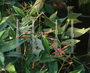 Picture of Jasminum polyanthum 