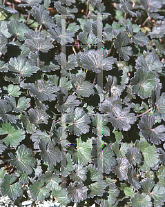 Picture of Geranium  'Kahlua'