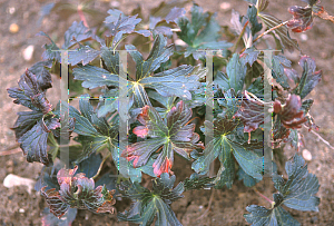 Picture of Geranium maculatum 'Elizabeth Ann'
