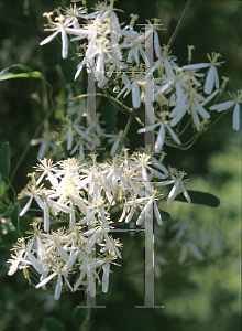 Picture of Clematis paniculata 