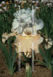 Picture of Iris germanica 'Champagne Elegance'