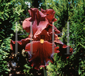 Picture of Iris germanica 'Red At Night'