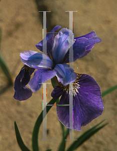 Picture of Iris sibirica 'Orville Faye'