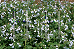 Picture of Pulmonaria officinalis 'White Wings'