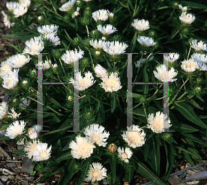 Picture of Stokesia laevis 'Silver Moon'