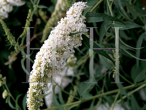 Picture of Buddleia davidii 'White Profusion'