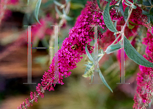 Picture of Buddleia davidii 'Summer Beauty'