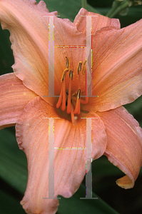 Picture of Hemerocallis  'Pink Embers'