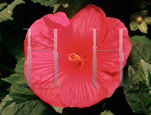 Picture of Hibiscus  'Coral Reef'