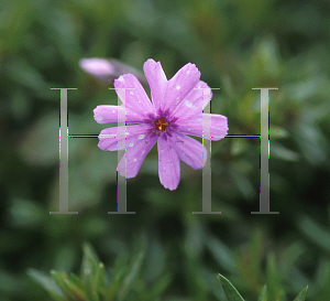 Picture of Phlox subulata 'Fort Hill'