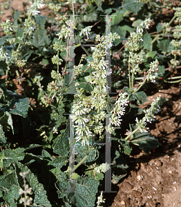 Picture of Salvia verticillata 'Alba'