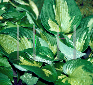 Picture of Hosta  'Whirlwind'