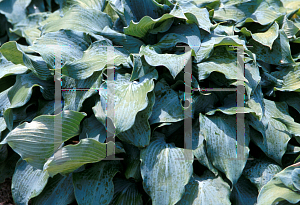 Picture of Hosta  'Winfield Blue'