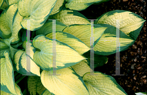 Picture of Hosta  'Paul's Glory'